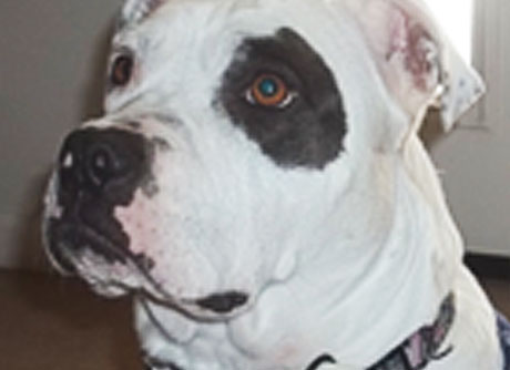 Avido Dog Collar  | Cyber Security